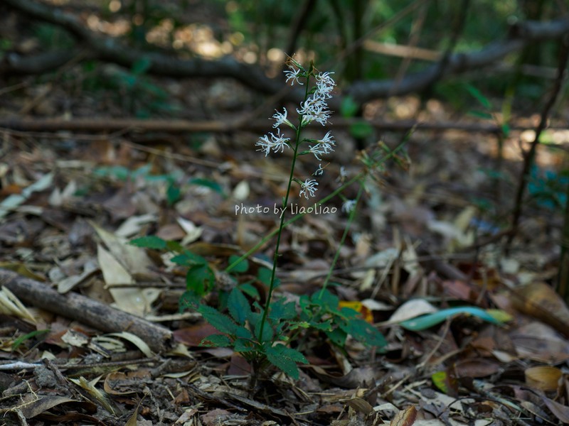 Ainsliaea parvifolia photo 6
