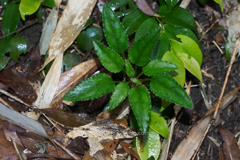 Ainsliaea parvifolia photo 7