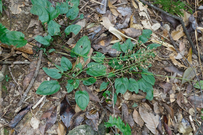 Ainsliaea parvifolia photo 8