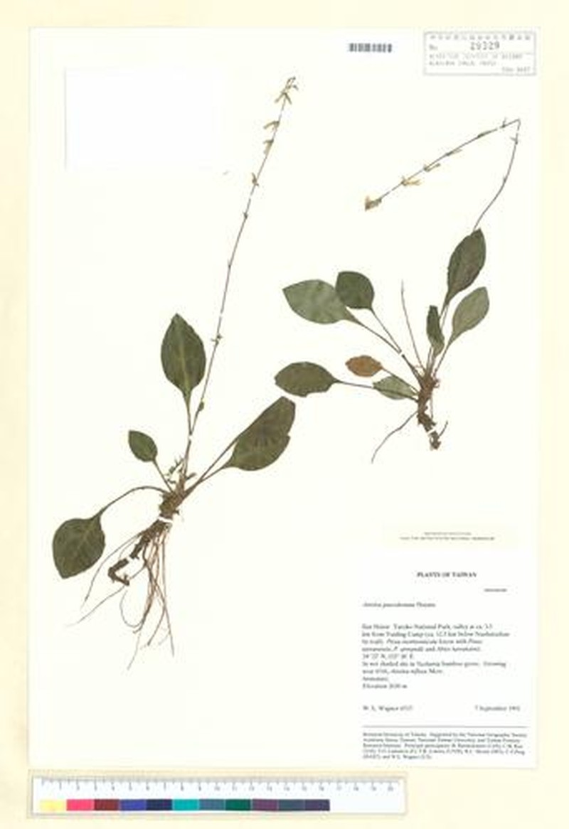 Ainsliaea paucicapitata