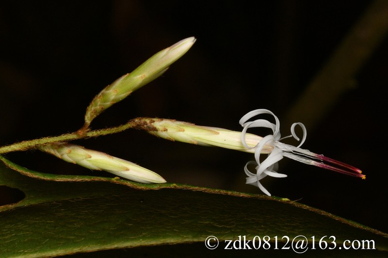 Ainsliaea pertyoides