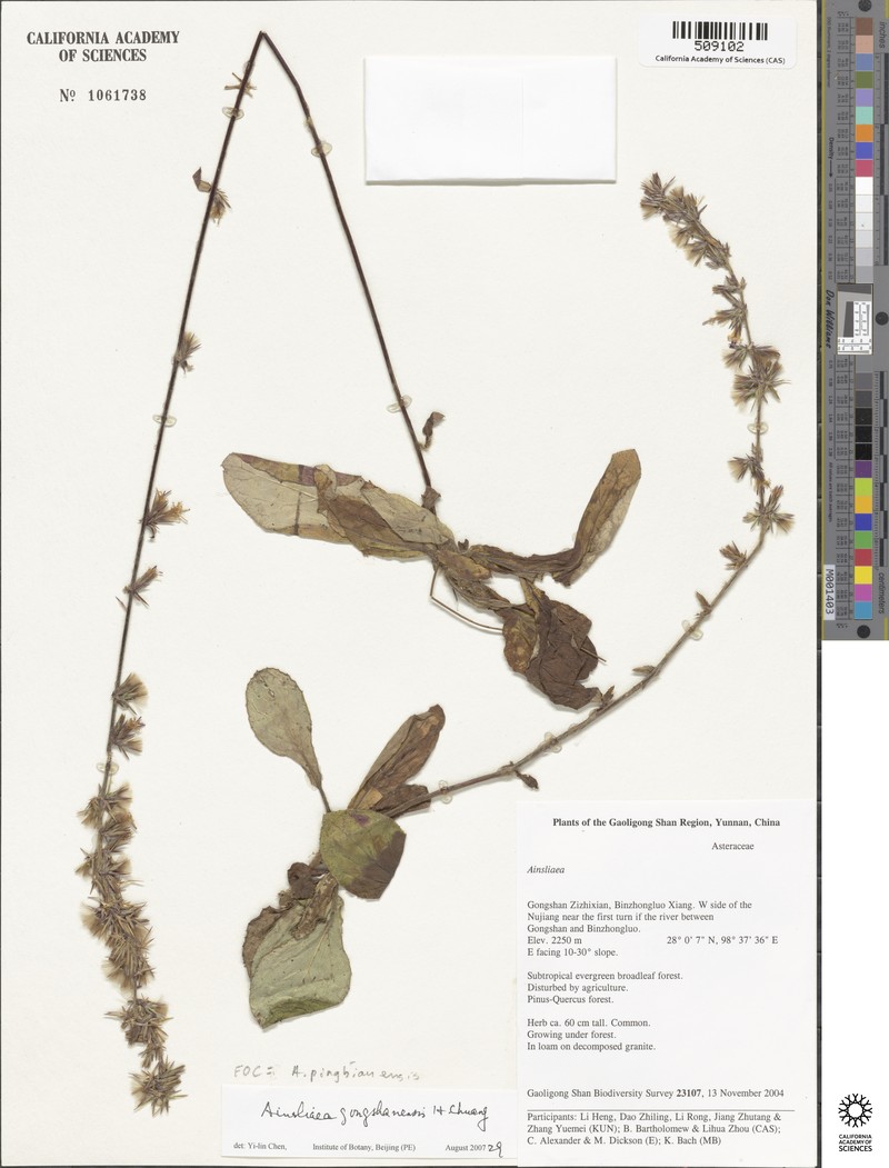 Ainsliaea pingbianensis