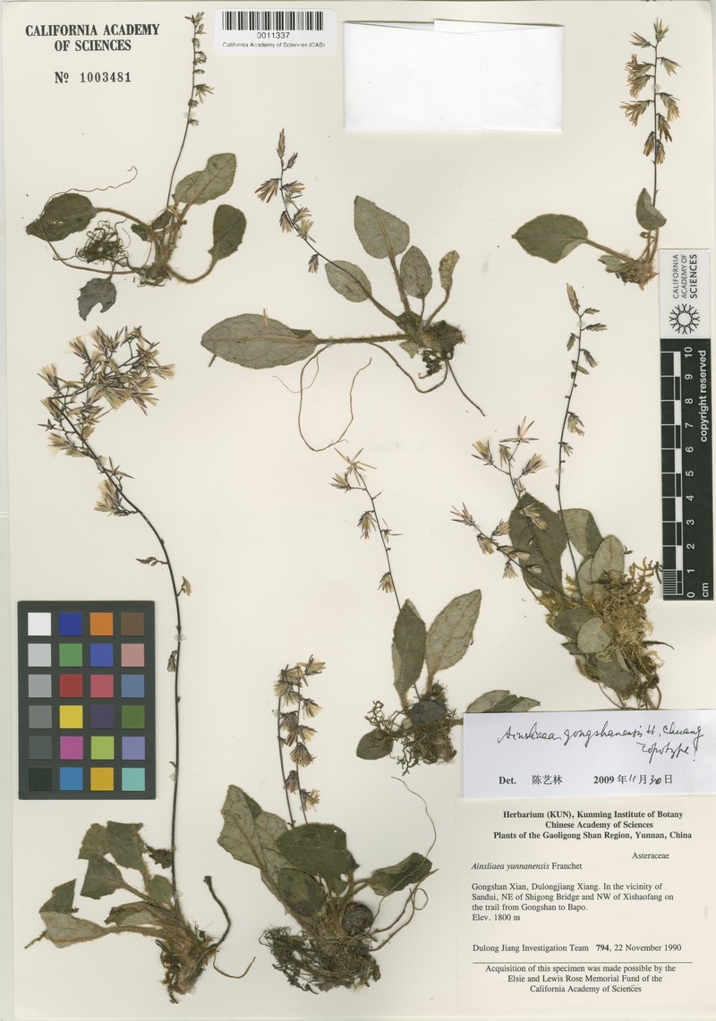 Ainsliaea pingbianensis photo 2