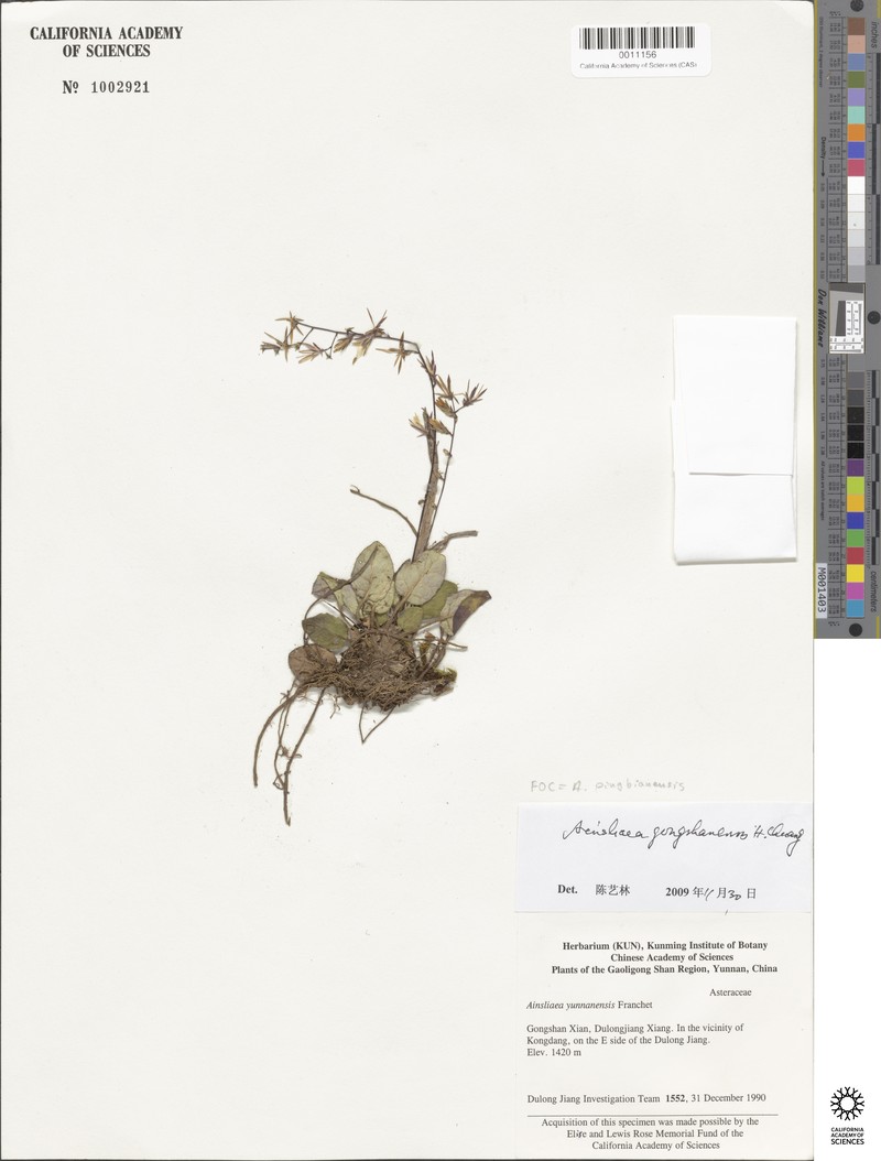 Ainsliaea pingbianensis photo 3
