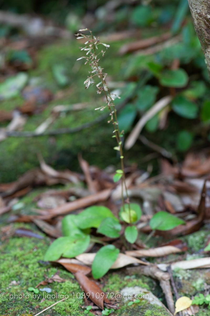 Ainsliaea ramosa