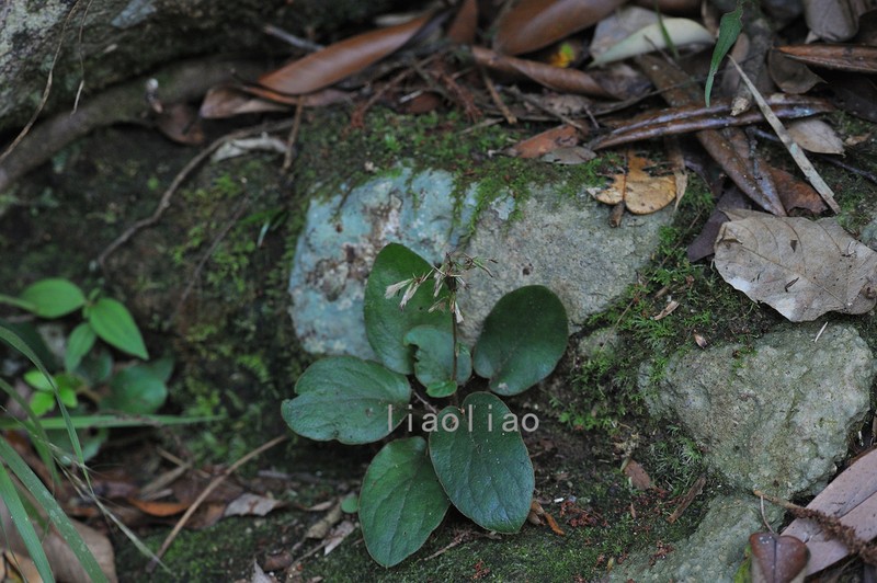Ainsliaea ramosa photo 2