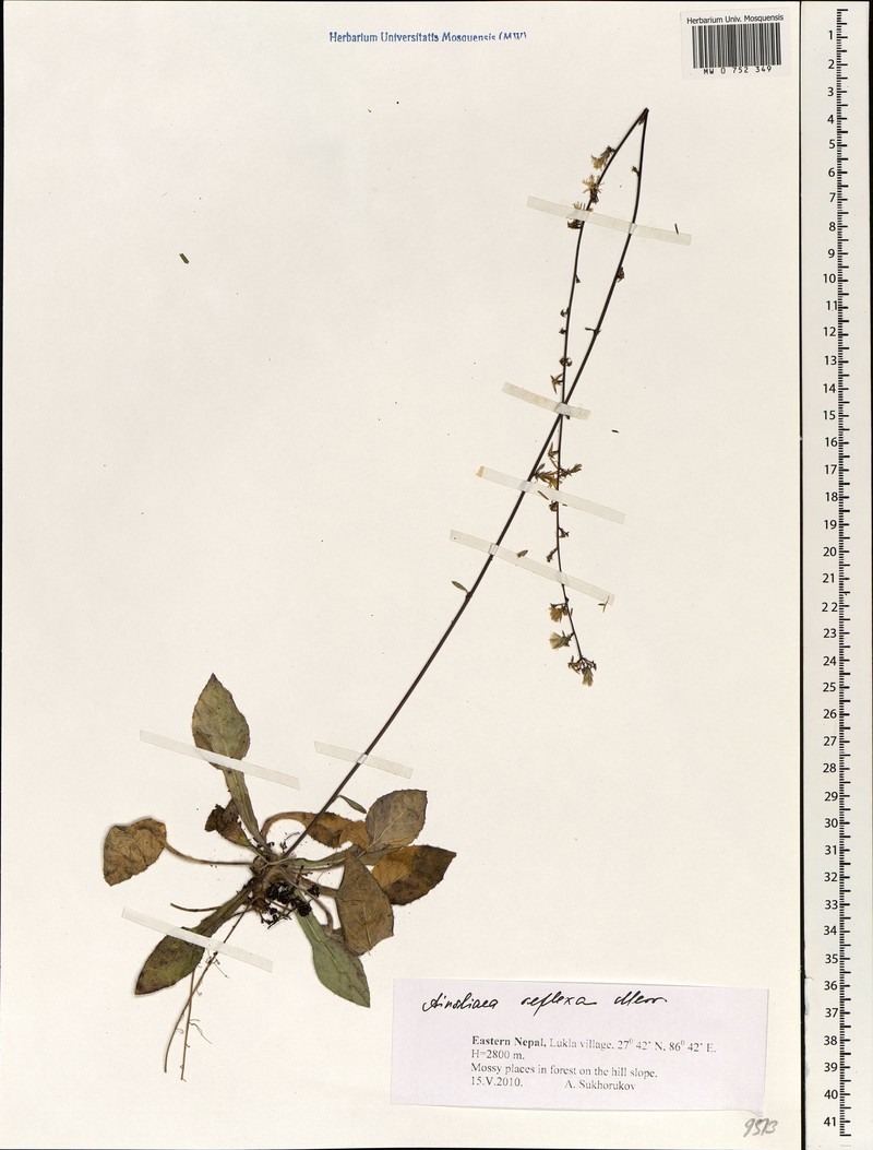 Ainsliaea reflexa photo 3
