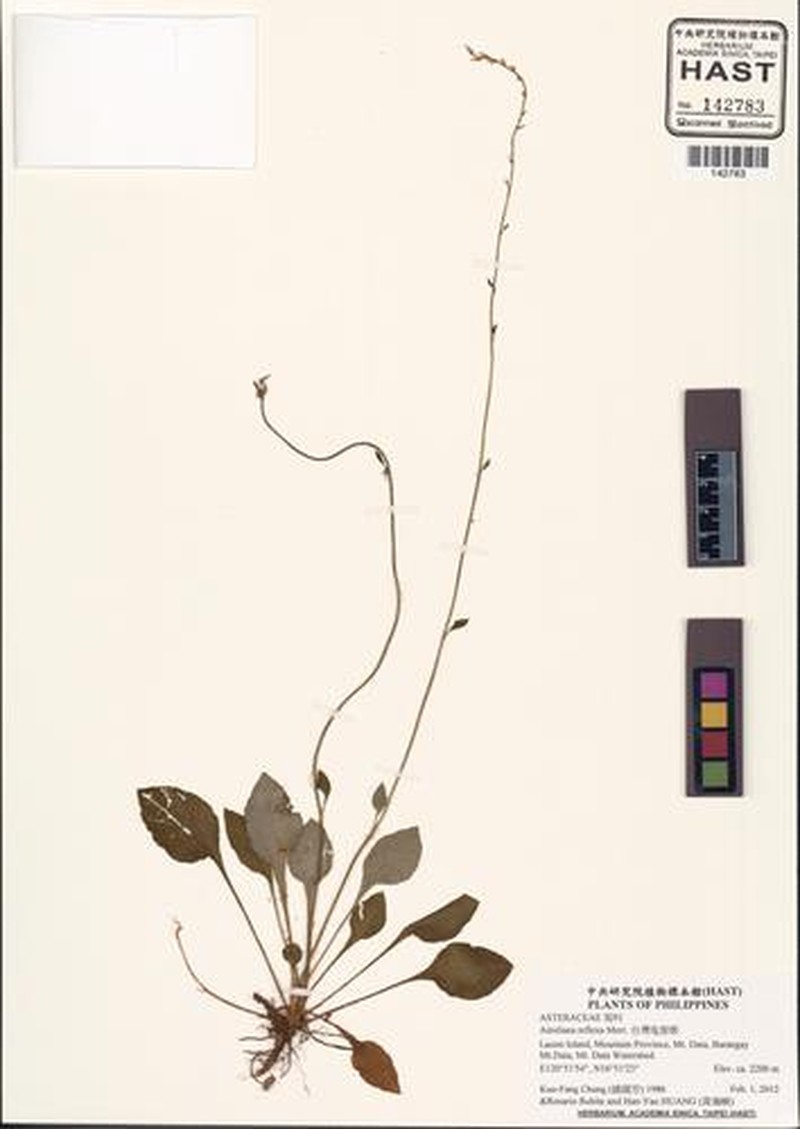 Ainsliaea reflexa photo 2