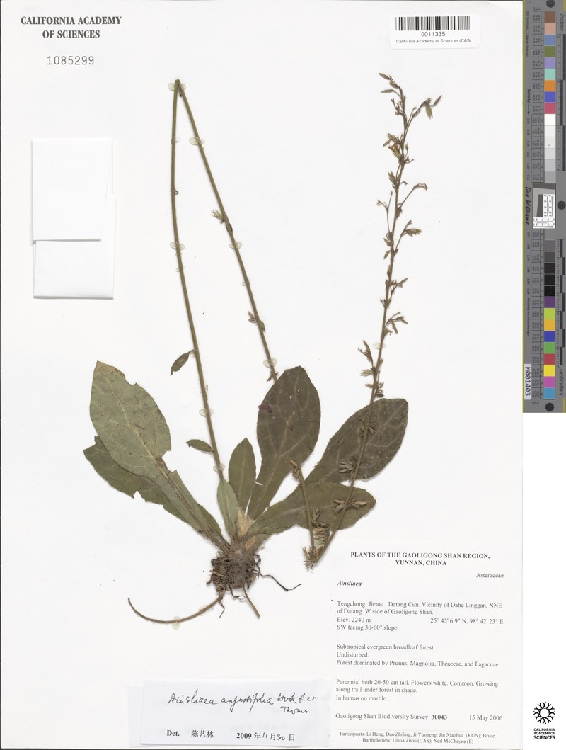 Ainsliaea reflexa photo 3