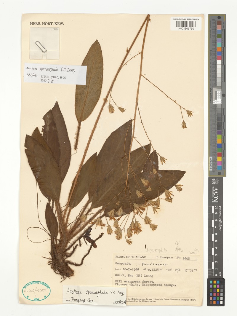 Ainsliaea spanocephala