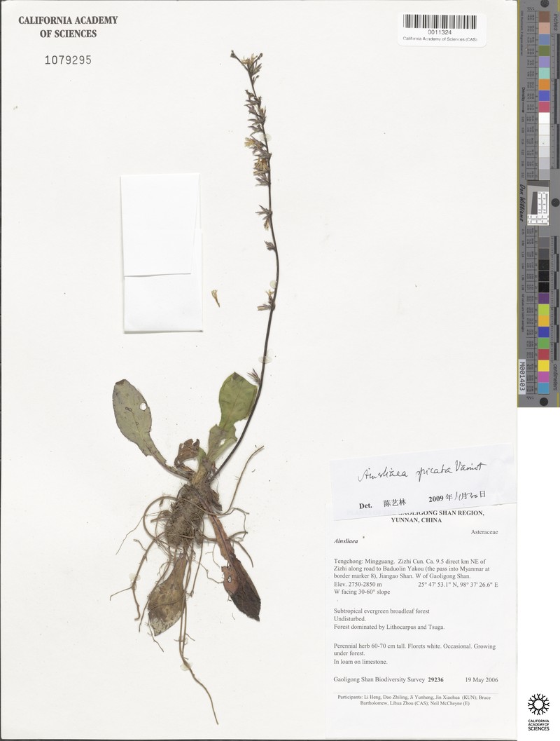 Ainsliaea spicata