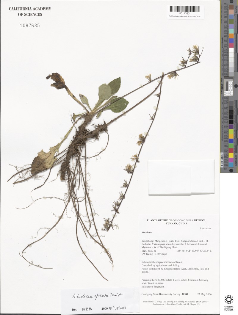 Ainsliaea spicata photo 2