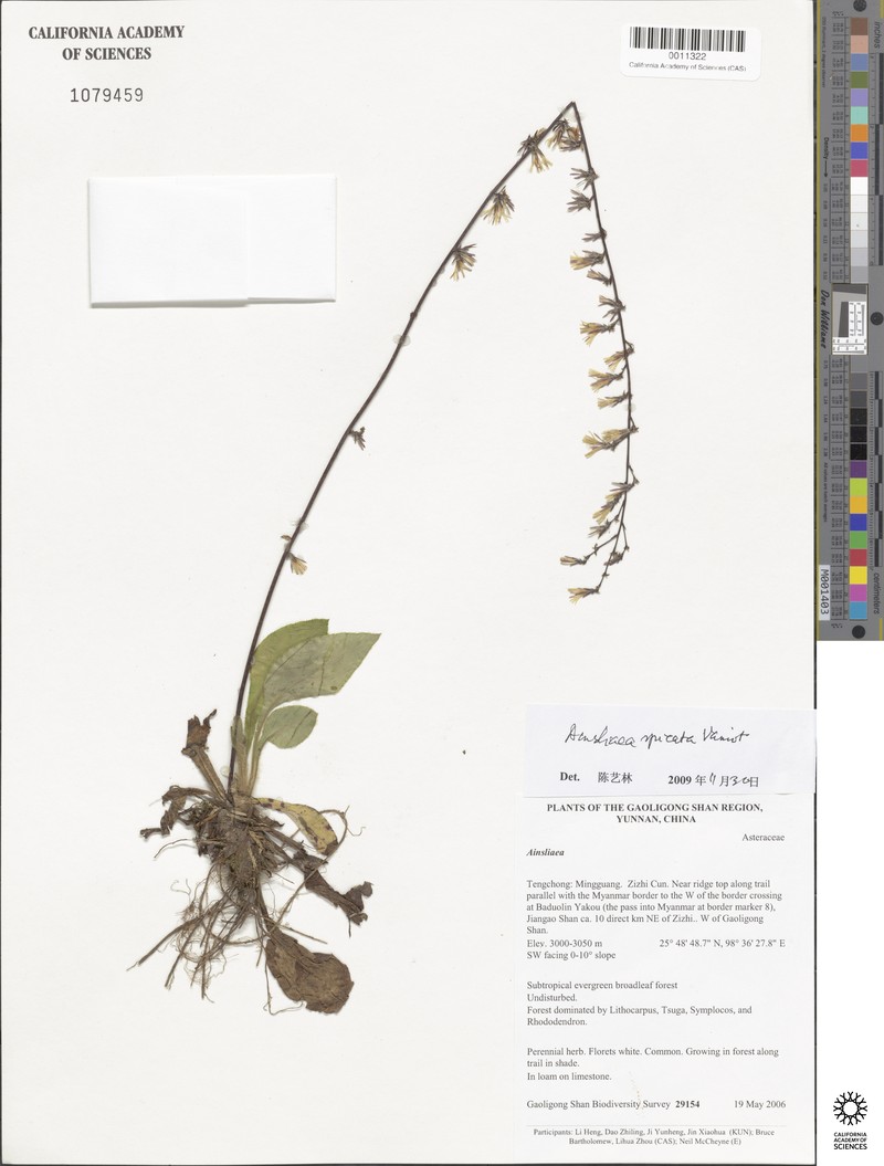Ainsliaea spicata photo 3