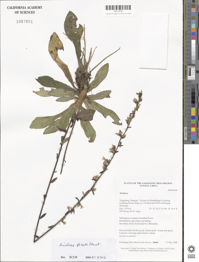 Ainsliaea spicata photo 4
