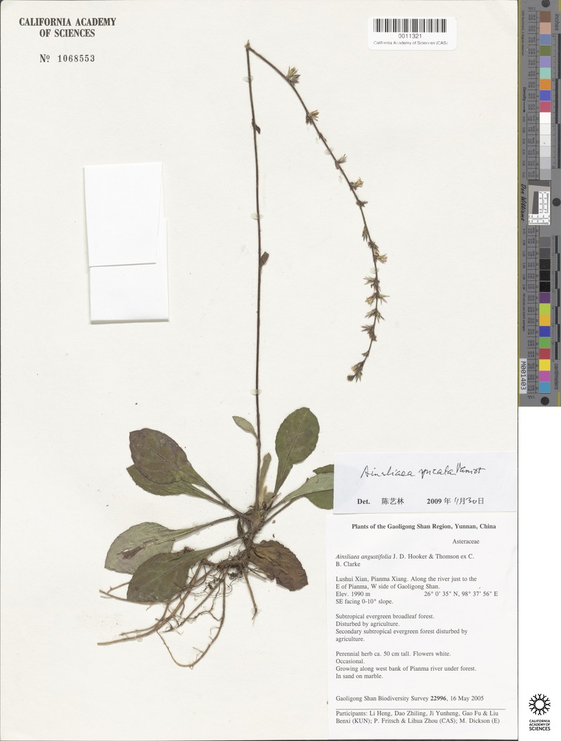 Ainsliaea spicata photo 5