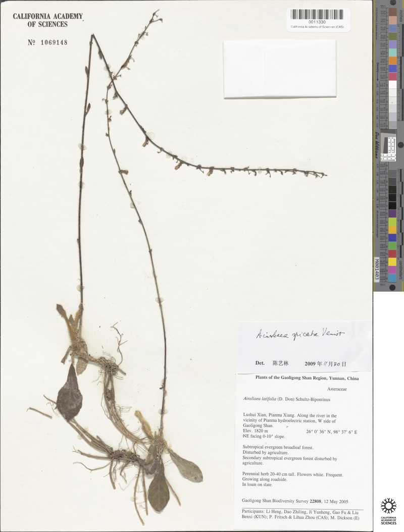 Ainsliaea spicata photo 6
