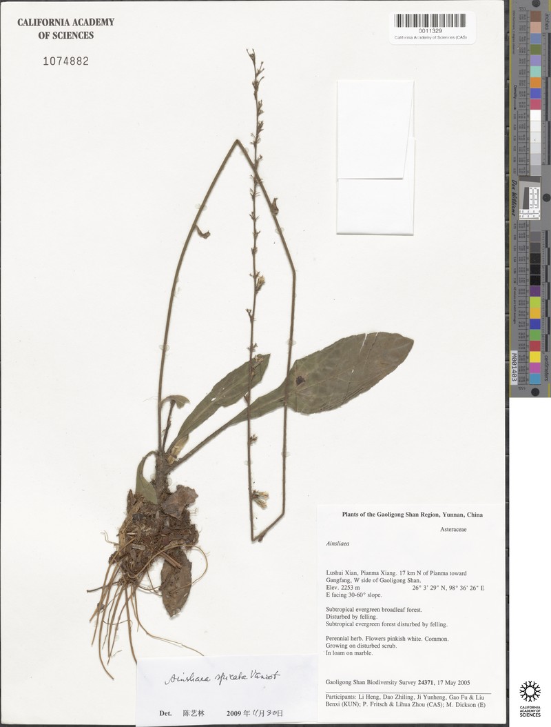 Ainsliaea spicata photo 7