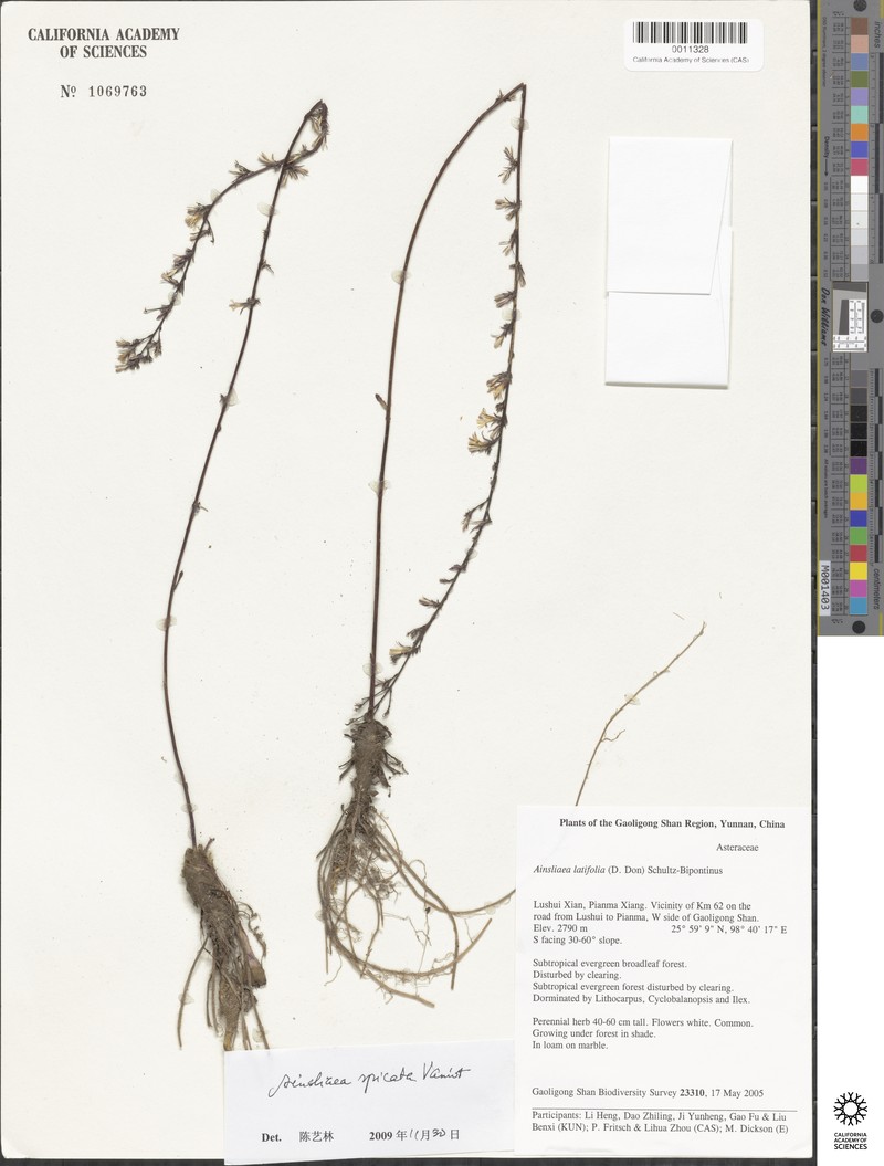 Ainsliaea spicata photo 8