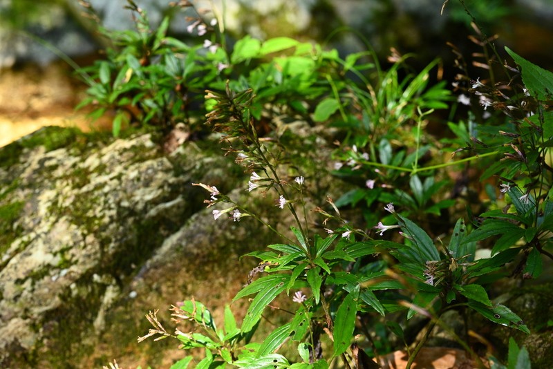 Ainsliaea trinervis photo 2