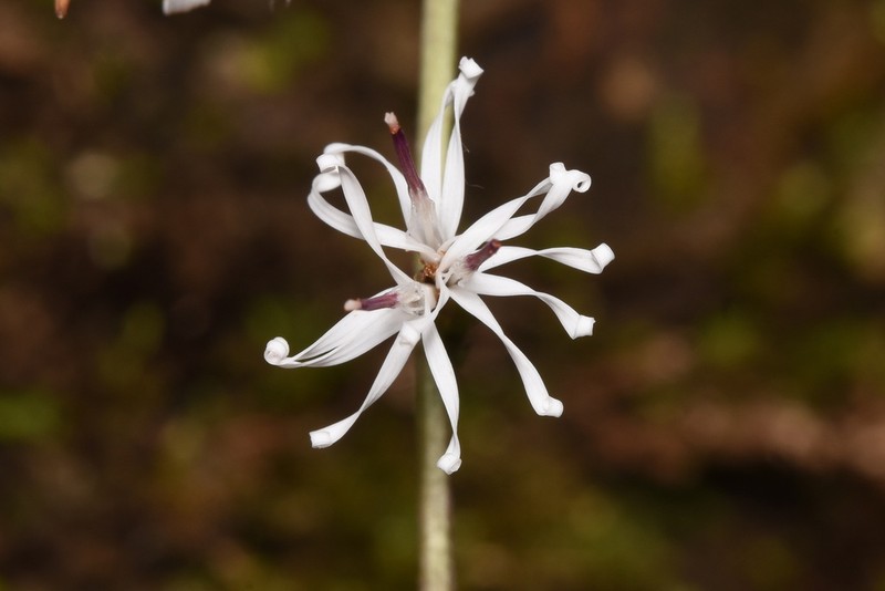 Ainsliaea walkeri photo 4