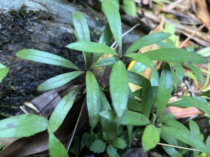 Ainsliaea walkeri photo 5