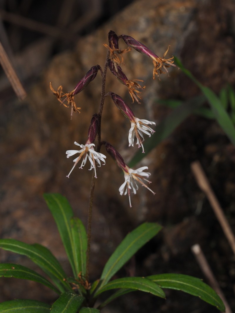 Ainsliaea walkeri photo 6
