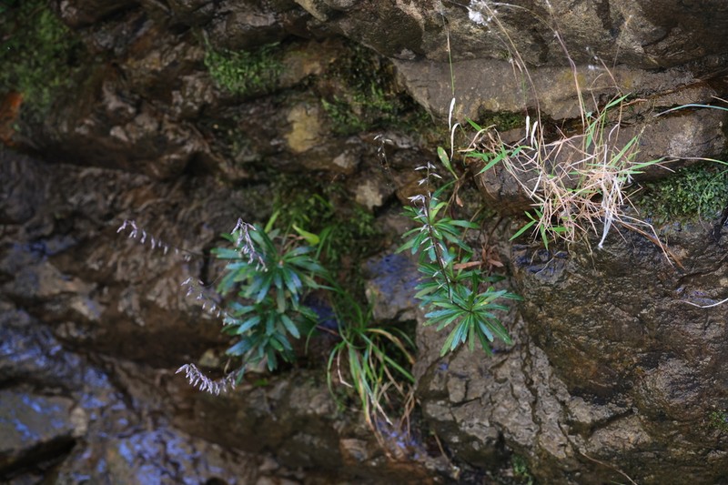 Ainsliaea walkeri photo 7