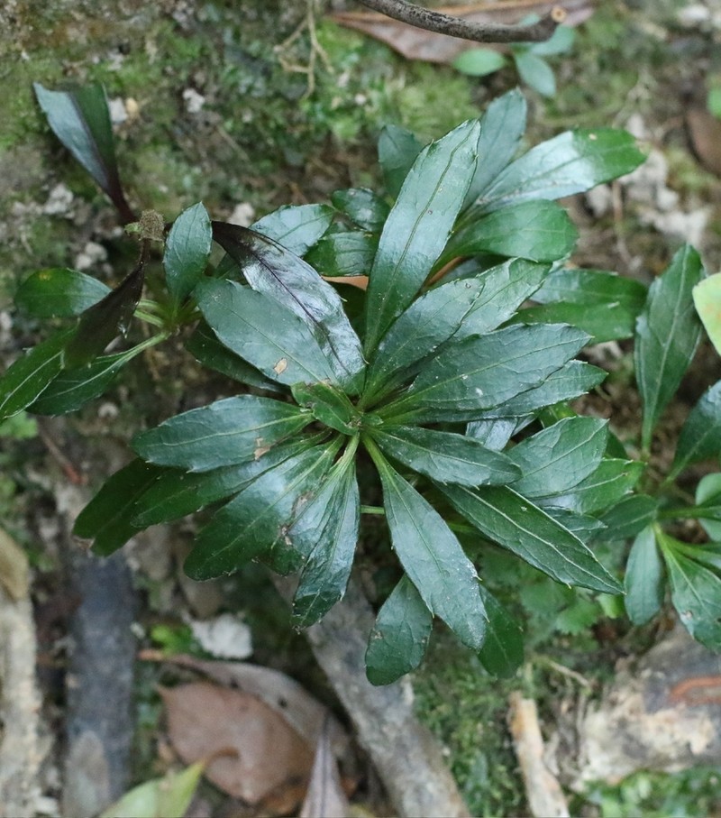Ainsliaea walkeri