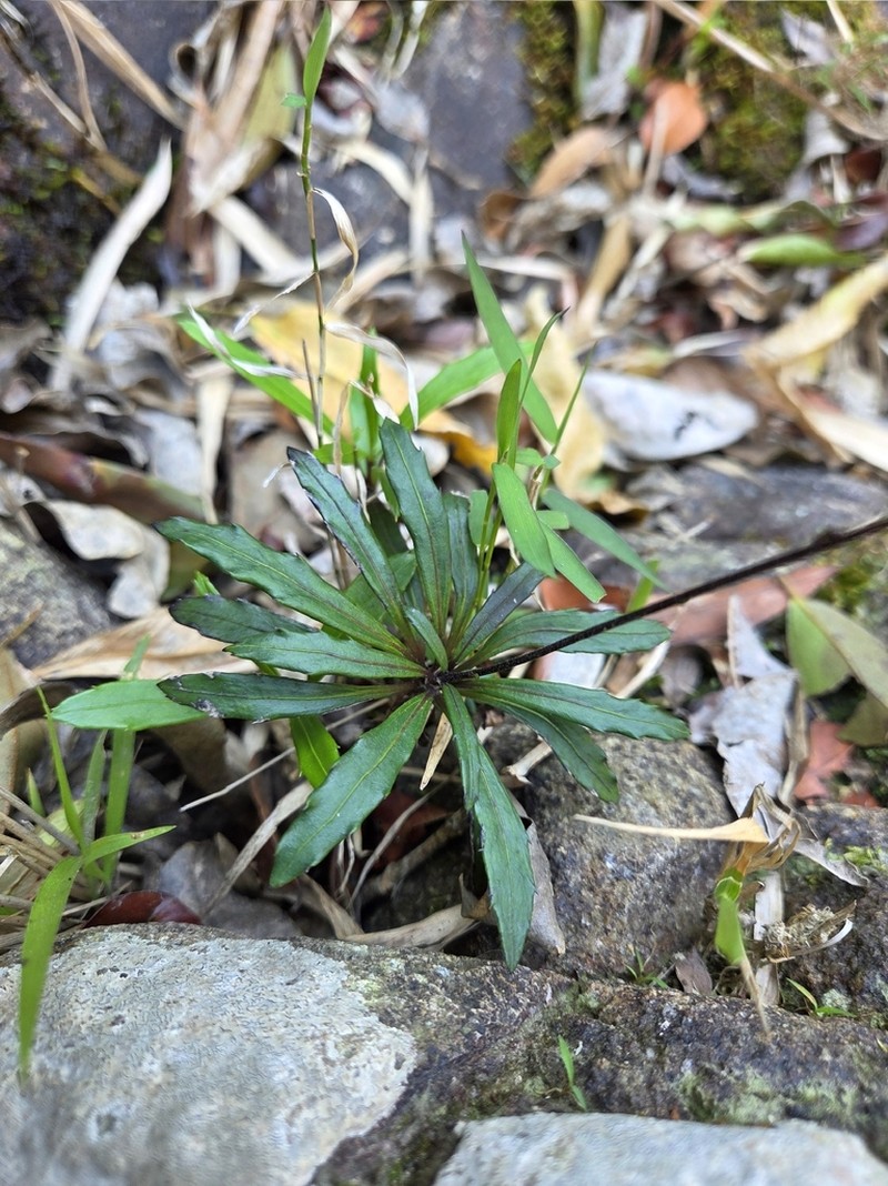 Ainsliaea walkeri photo 2
