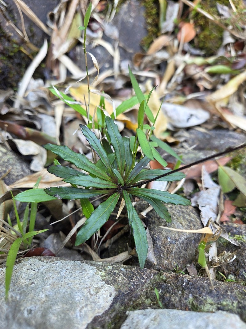 Ainsliaea walkeri photo 3