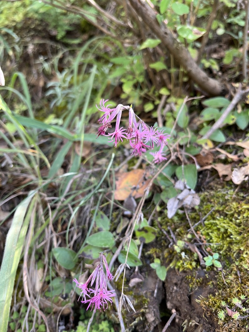 Ainsliaea yunnanensis photo 2