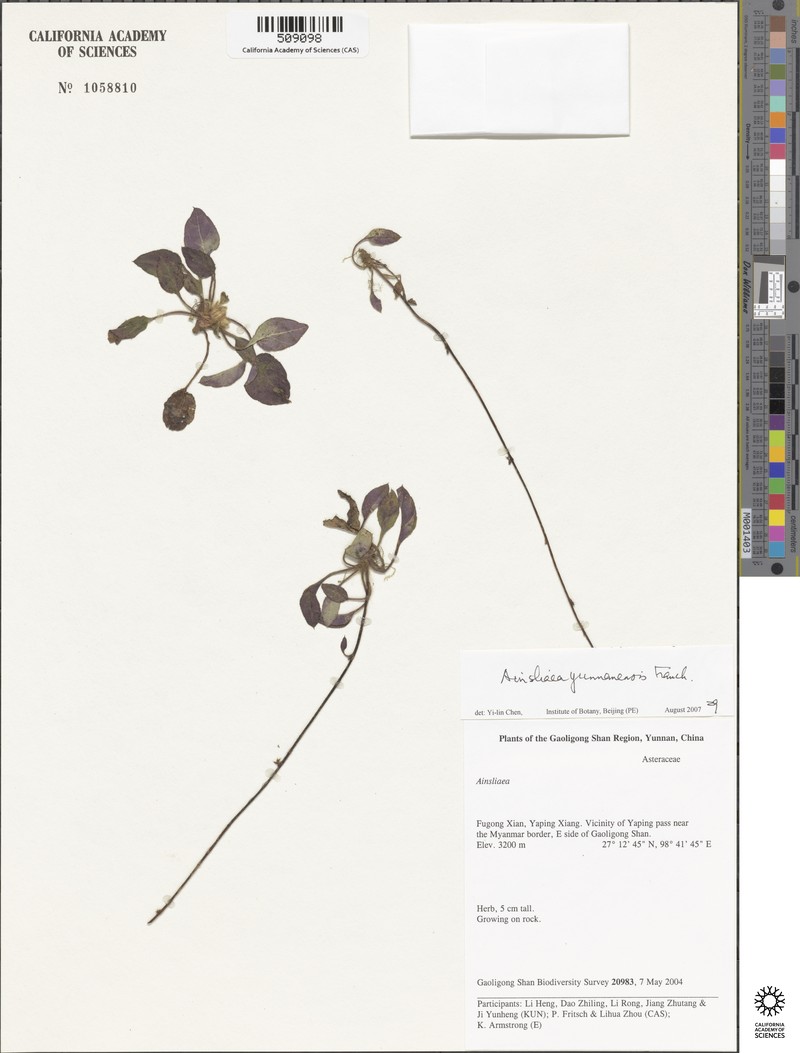 Ainsliaea yunnanensis photo 3