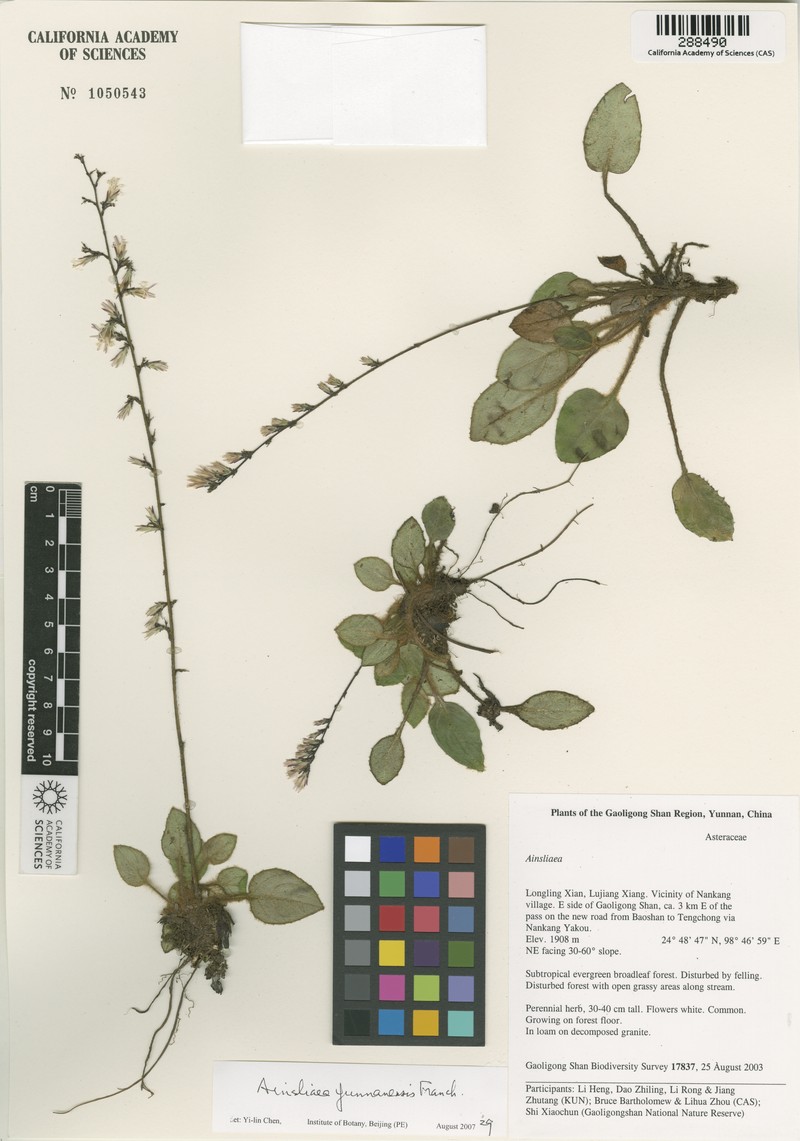 Ainsliaea yunnanensis photo 4