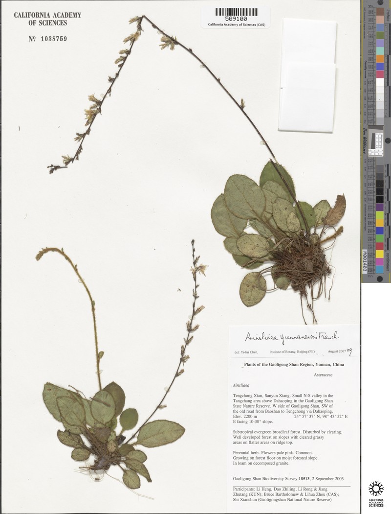 Ainsliaea yunnanensis photo 5
