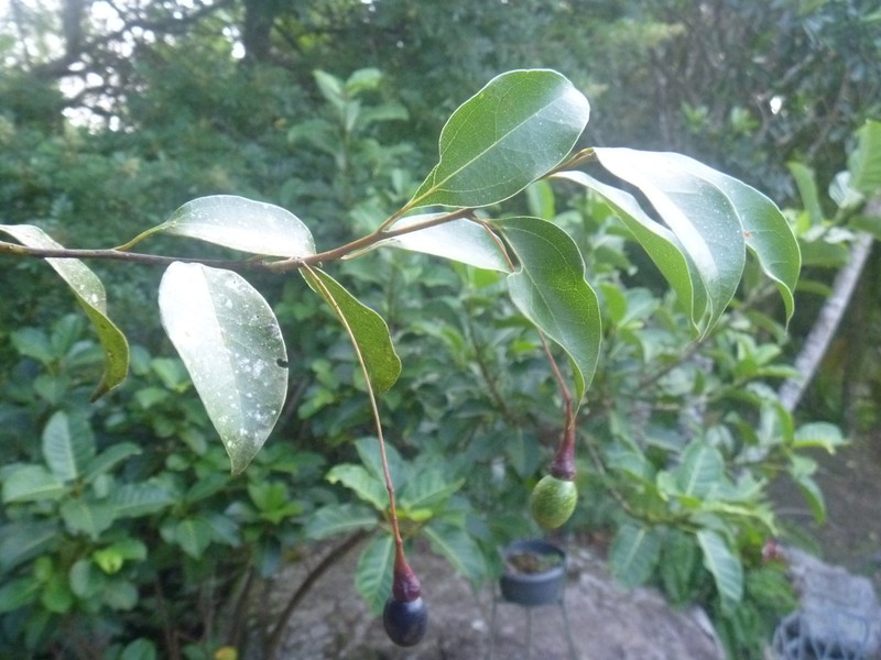 Aiouea acarodomatifera