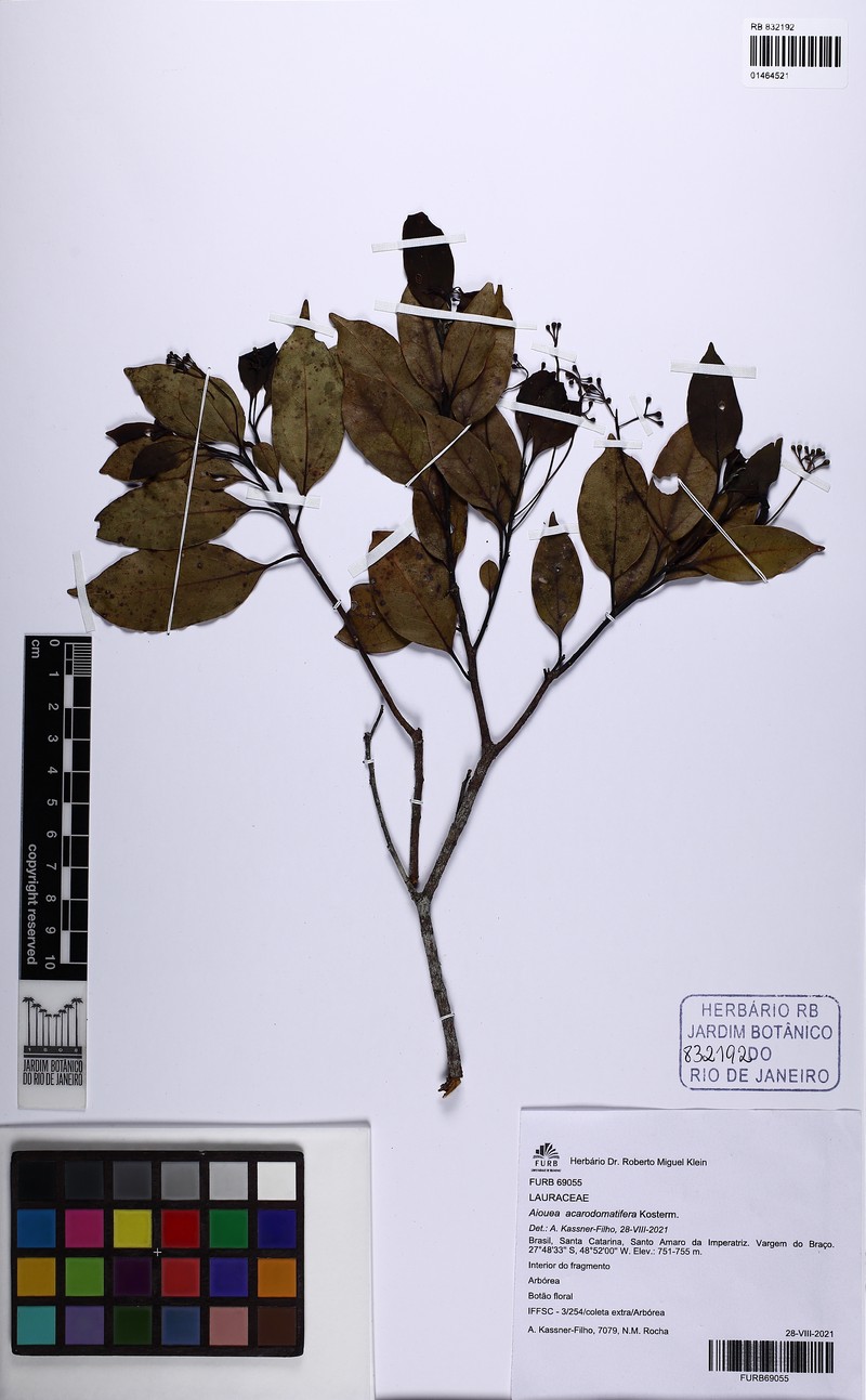 Aiouea acarodomatifera photo 2