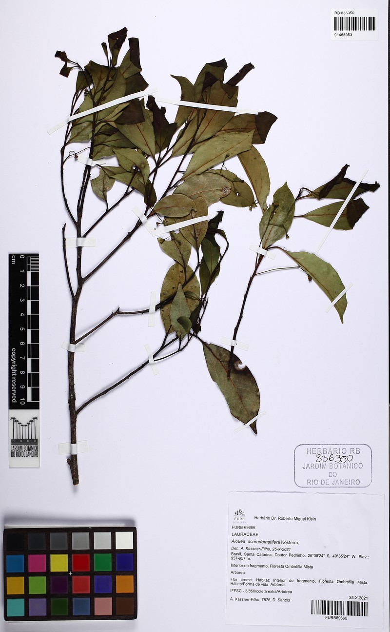 Aiouea acarodomatifera photo 3