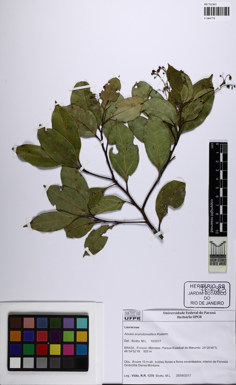Aiouea acarodomatifera photo 4