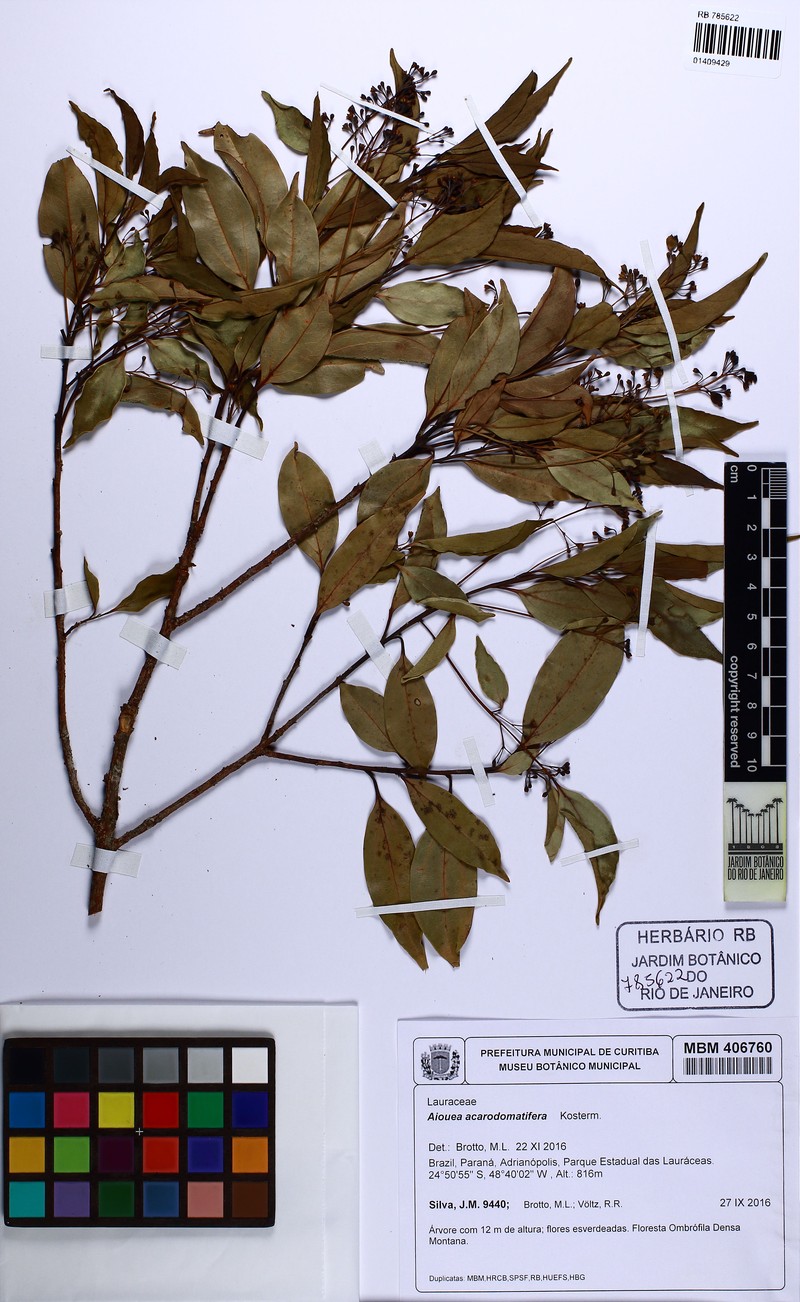 Aiouea acarodomatifera photo 5