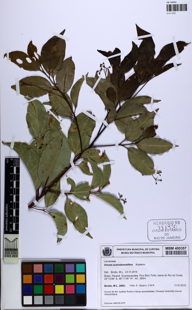 Aiouea acarodomatifera photo 6