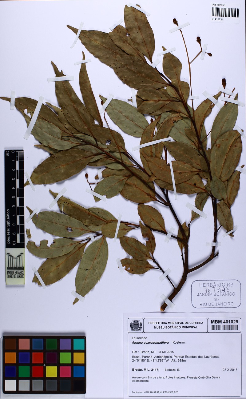 Aiouea acarodomatifera photo 7