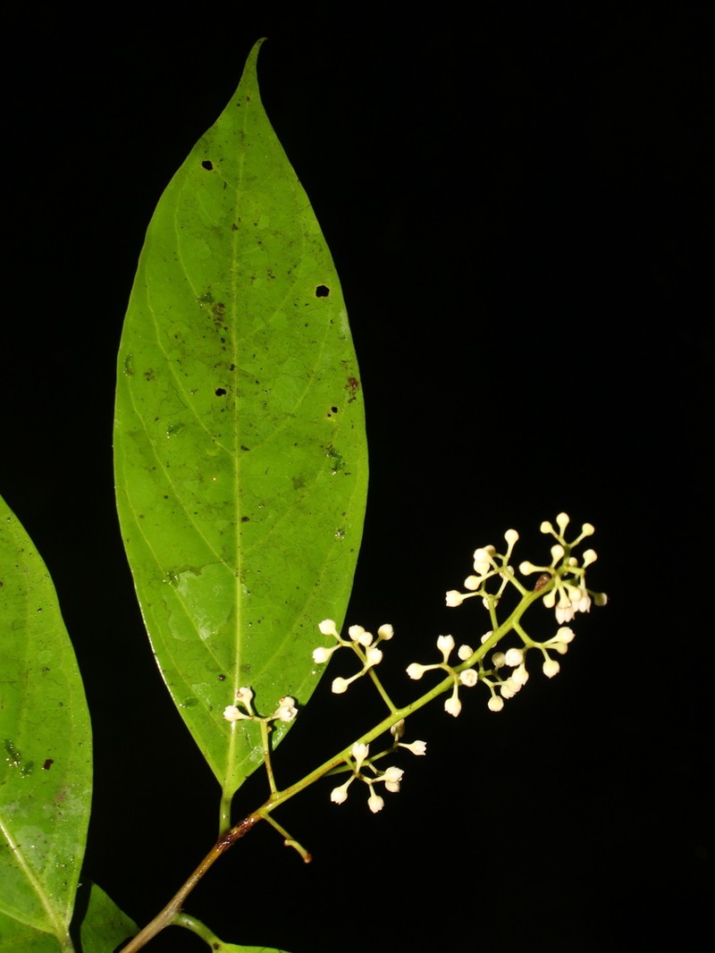 Aiouea acuminata