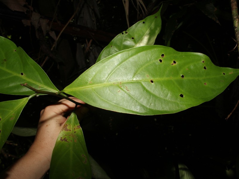 Aiouea acuminata photo 2