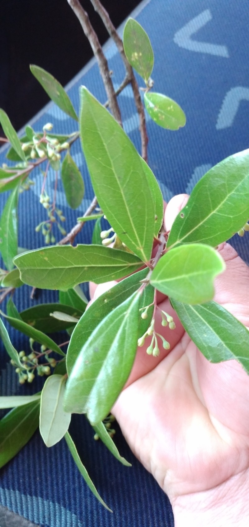Aiouea amoena