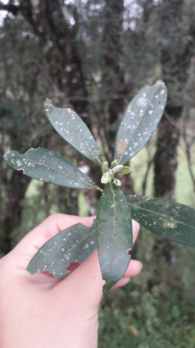 Aiouea amoena photo 2