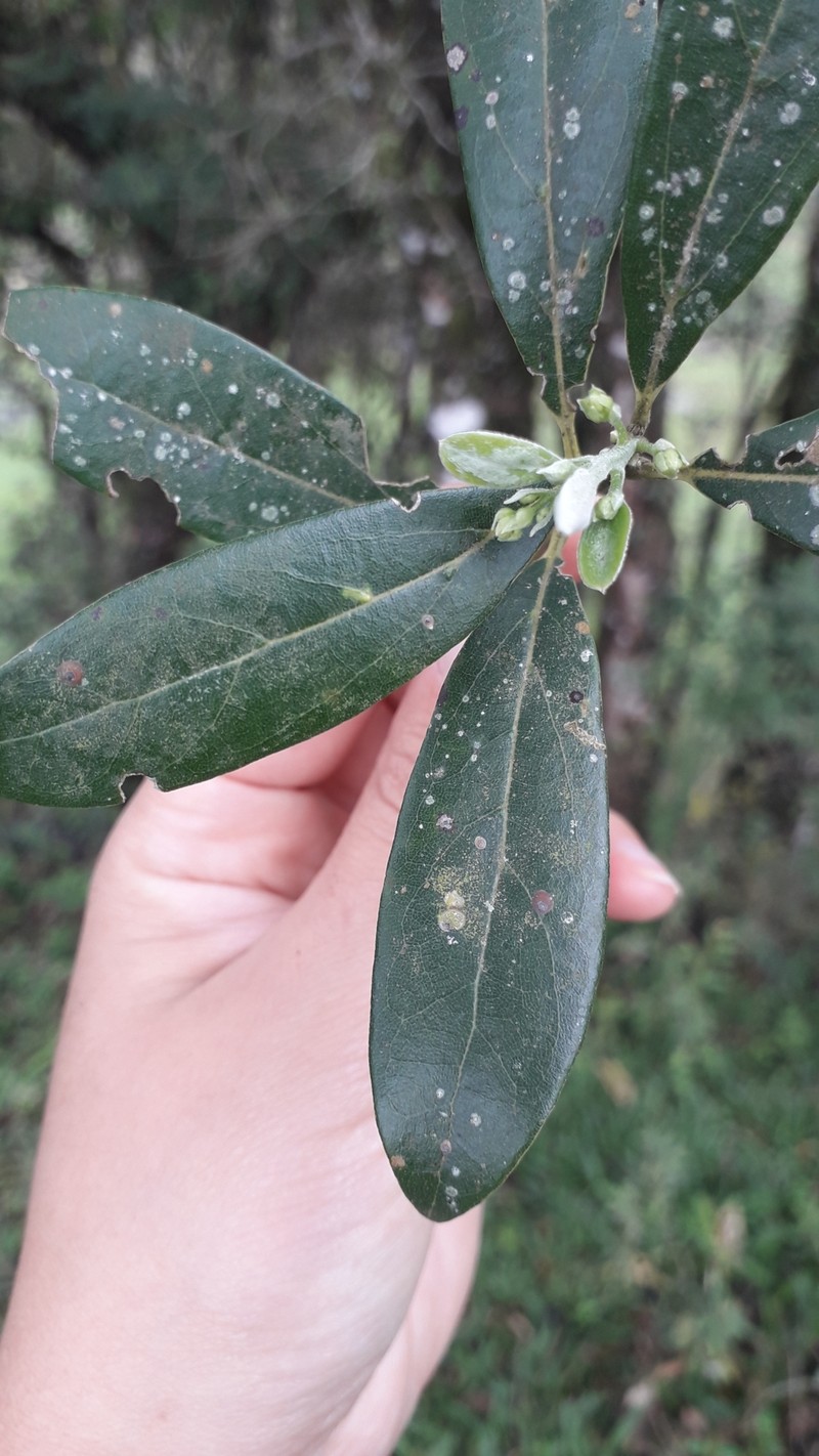 Aiouea amoena photo 3