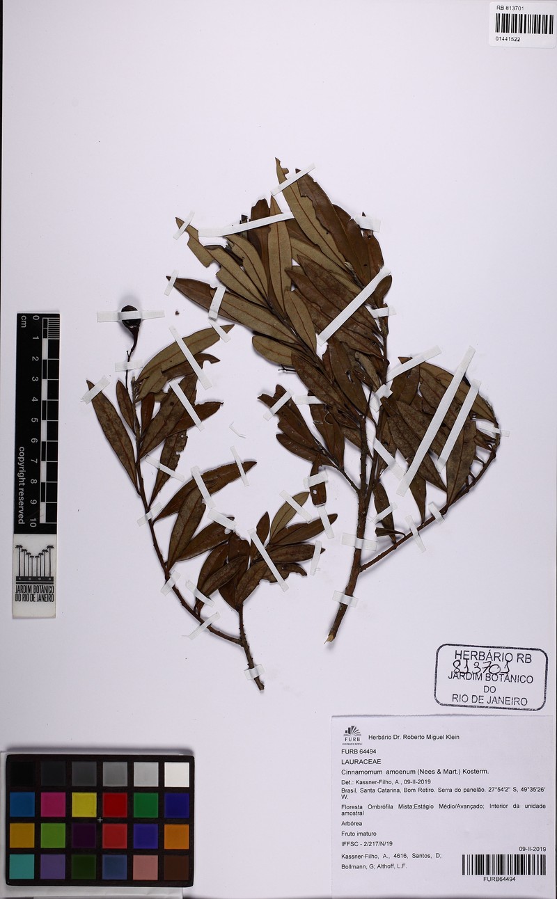 Aiouea amoena photo 8