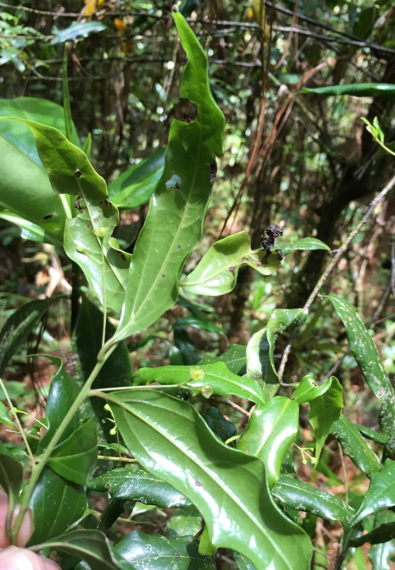 Aiouea ampullacea photo 2