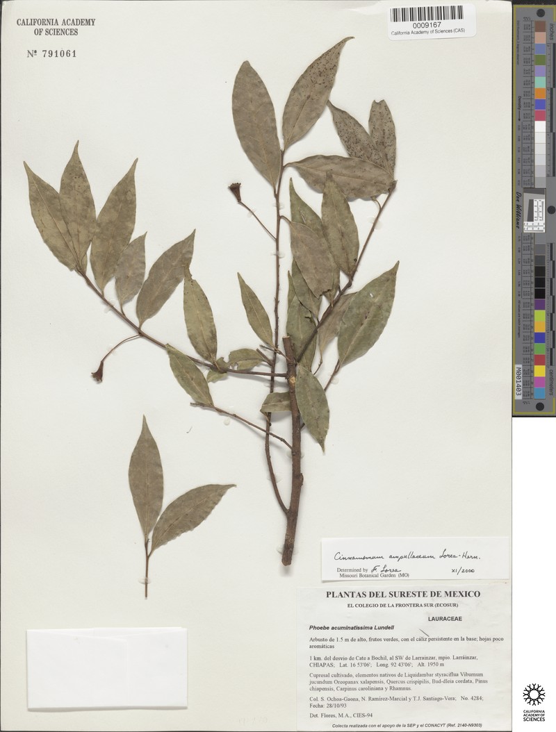 Aiouea ampullacea photo 3