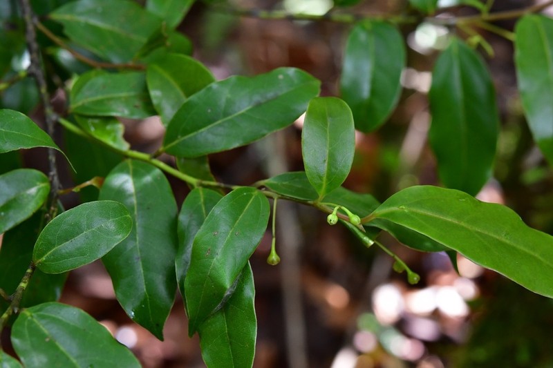 Aiouea areolata